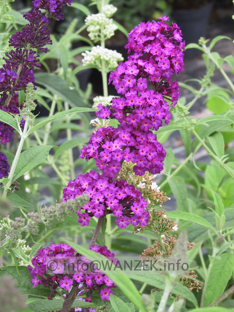 Buddleja Hybride Royal Red.JPG